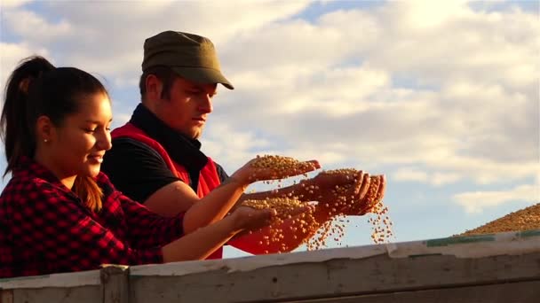 Casal Jovens Agricultores Que Desfrutam Renda Soja Durante Colheita Vídeo Filmagem De Stock