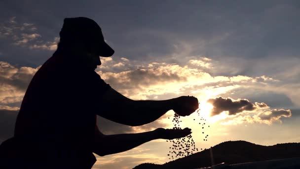 トレーラーに大豆の所得に満足している若い農家を楽しんでいます 晴れた秋の日 高速度カメラ スローモーション映像 — ストック動画