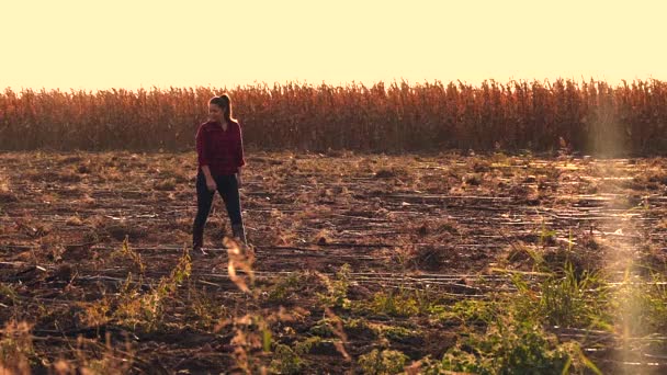 Молода Дівчина Прогулюється Картопляному Полі Заході Сонця Повільне Відео Руху — стокове відео