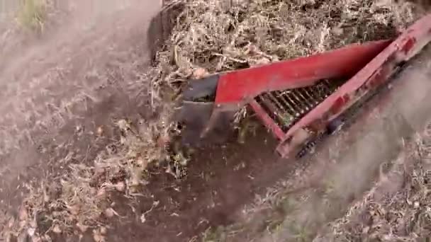 Traktor Zieht Eine Zwiebel Extraktionsmaschine — Stockvideo