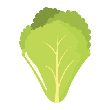 Salata yaprağı simgesinde çiftlik vektör çizim karikatür düz stil yalıtılmış nesne sebze organik Eko bio ürün