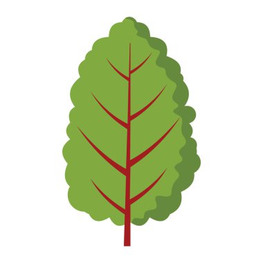Mangold Beta vulgaris simgesinde çiftlik vektör çizim karikatür düz stil yalıtılmış nesne sebze organik Eko bio ürün