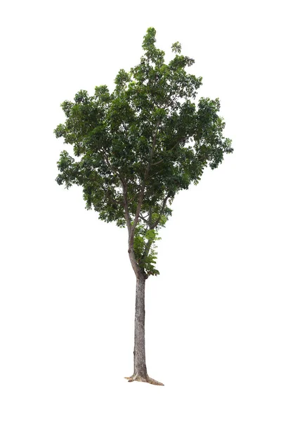 Detailní záběr velký strom izolovaných na bílém pozadí — Stock fotografie