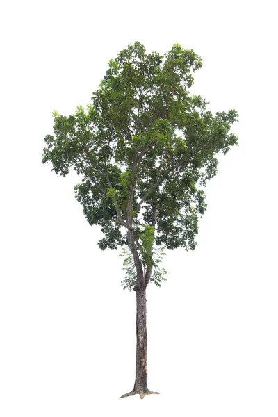 Primer plano árbol grande aislado sobre fondo blanco —  Fotos de Stock