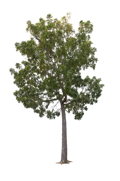 Крупный план Большое дерево изолированы на белом фоне — стоковое фото