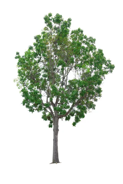 Closeup büyük ağaç beyaz arka plan üzerinde izole — Stok fotoğraf