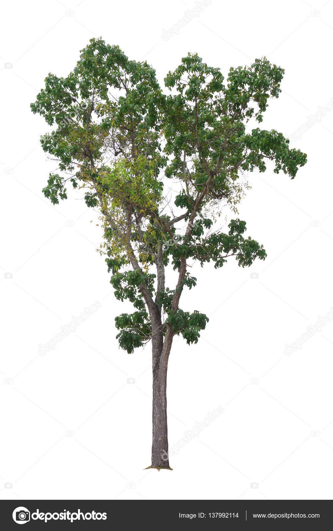Mahogany Tree