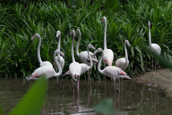 Schwarm weißer Flamingos steht im Wasser — Stockfoto