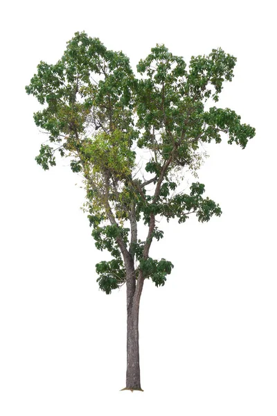 흰색 배경에 고립 된 마호가니 나무 — 스톡 사진