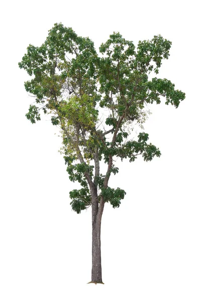 Acajou Arbre isolé sur fond blanc — Photo