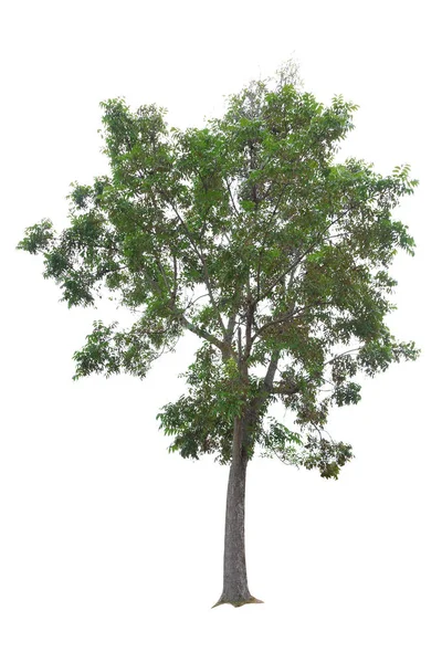 Mahogany Tree isolated on white background — Stock Photo, Image