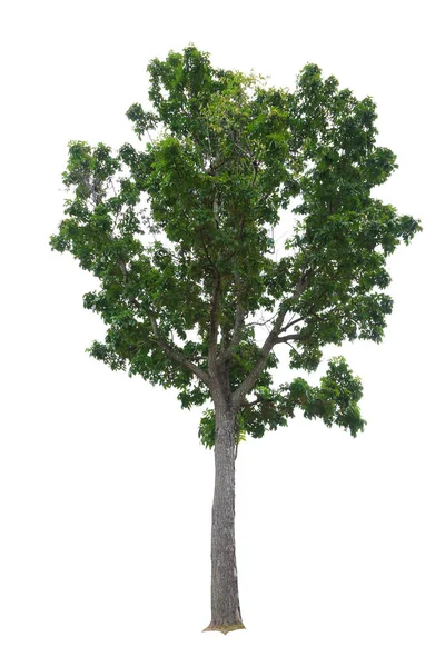白い背景で隔離のクローズ アップの大きな木 — ストック写真