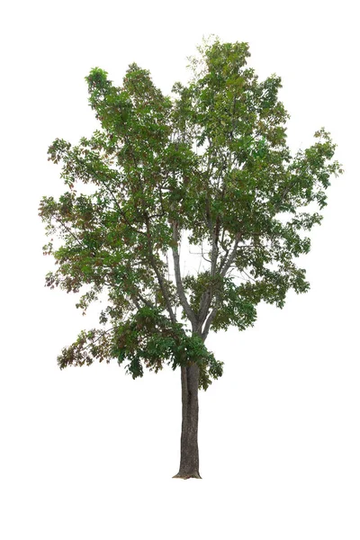 Närbild Big Tree isolerad på vit bakgrund — Stockfoto