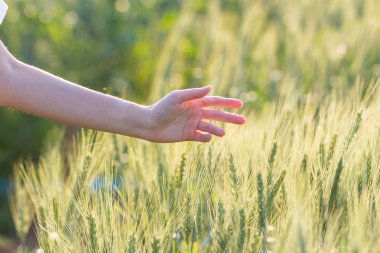 Kadın el arpa günbatımı zaman dokunaklı