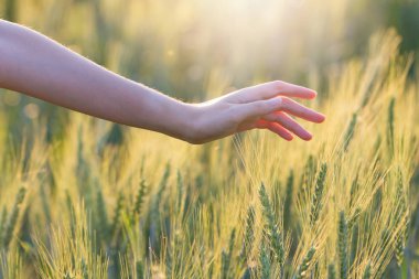 Kadın el arpa günbatımı zaman dokunaklı