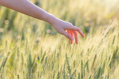 Kadın el arpa günbatımı zaman dokunaklı