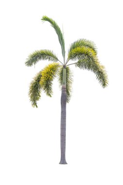 Beyaz arkaplanda izole edilmiş güzel palmiye ağaçları