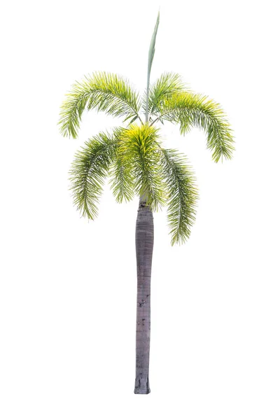 Krásné palmy izolované na bílém pozadí — Stock fotografie