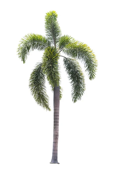 Krásné palmy izolované na bílém pozadí — Stock fotografie