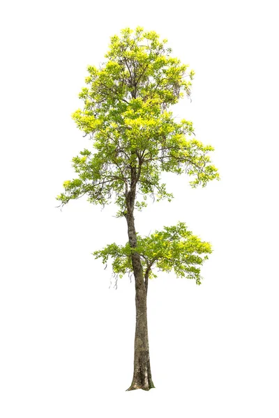Bela árvore grande isolado no fundo branco — Fotografia de Stock