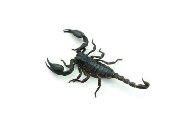 Closeup Scorpion izolované na bílém pozadí — Stock fotografie