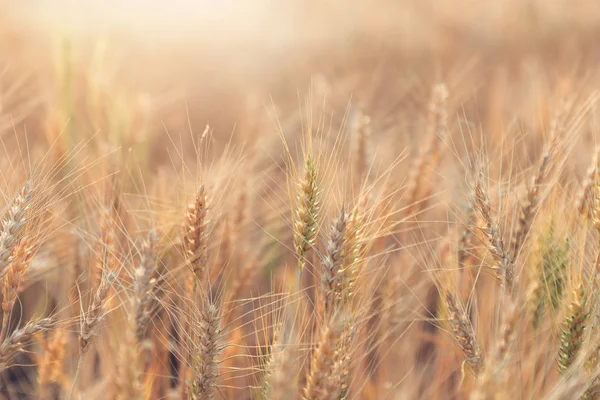 Hermoso Paisaje Campo Cebada Verano Atardecer Tiempo Cosecha Campo Arroz — Foto de Stock