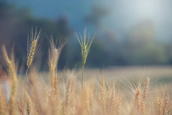 Hermoso Paisaje Campo Cebada Verano Atardecer Tiempo Cosecha Campo Arroz — Foto de Stock