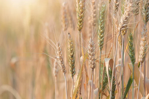 Vackra Landskap Korn Fältet Sommar Solnedgång Skördefältet Tid Gult Ris — Stockfoto