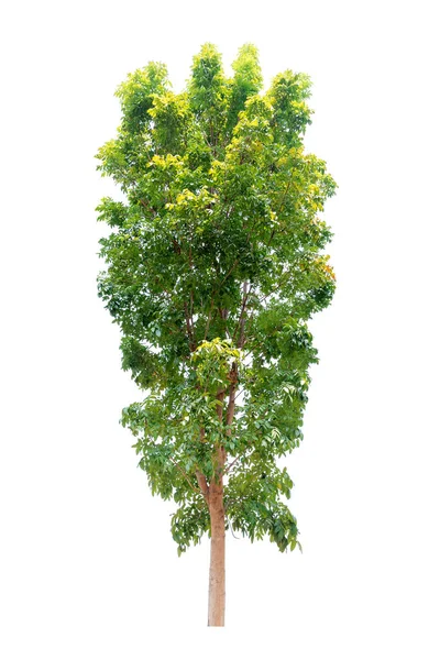 Closeup Big Mahogany Árvore Isolada Sobre Fundo Branco — Fotografia de Stock