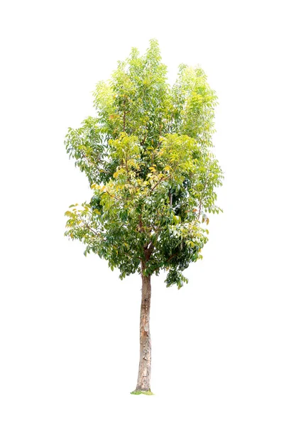 Detailní Záběr Velký Mahagonu Strom Izolovaných Bílém Pozadí — Stock fotografie