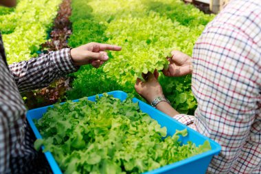 Hydroponics farm ,Worker Harvesting and collect environment data from lettuce organic hydroponic vegetable at greenhouse farm garden.