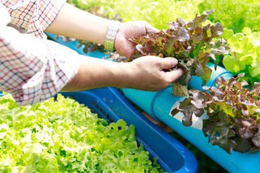 Hydroponics farm ,Worker holding lettuce organic hydroponic vegetable at greenhouse farm garden.