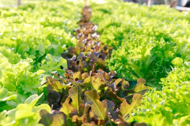 Hydroponics farm ,Close up lettuce organic hydroponic vegetable at greenhouse farm garden.