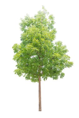 Beyaz arka plan üzerinde izole closeup büyük maun ağacı