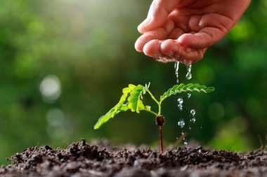 Çiftçi El genç bebek bitkileri suluyor (demirhindi ağacı).