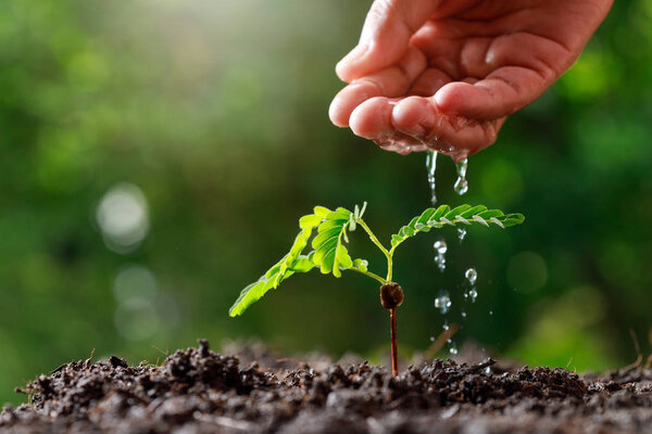 Close up Farmer Hand watering young baby plants (tamarind tree).