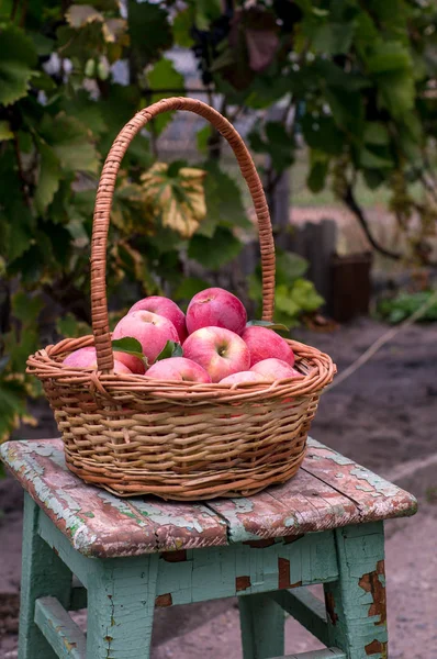 Cesta de manzanas maduras — Foto de Stock