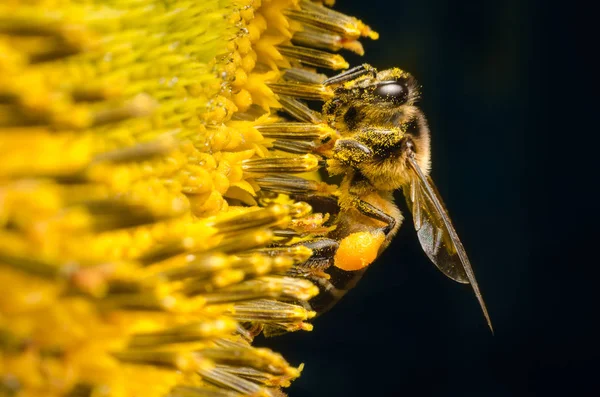 Arbeitsbiene sammelt Nektar aus Sonnenblumen. — Stockfoto