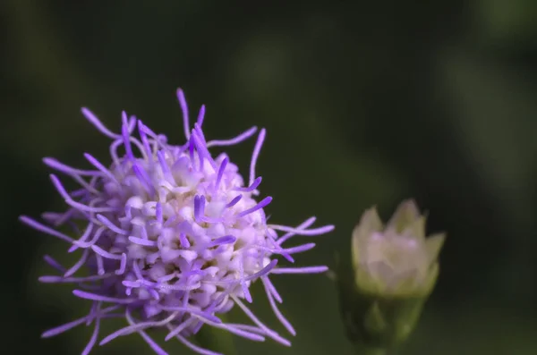 Flor de hierba púrpura floreciendo en la naturaleza en alta magnificación . —  Fotos de Stock