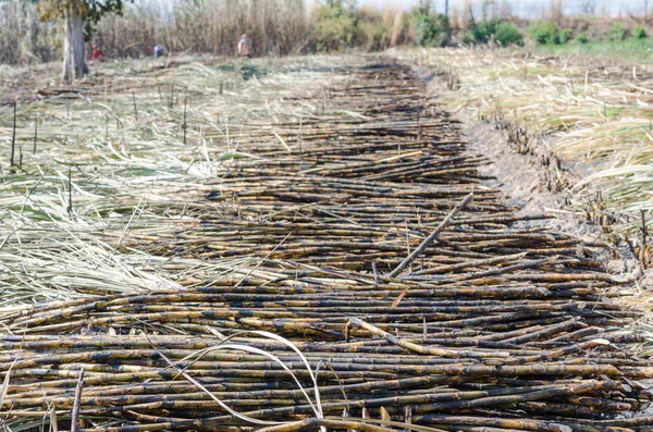 Sugar cane on field.