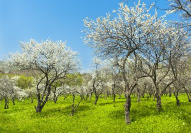 çiçek açan elma ağaçları Bahçe 