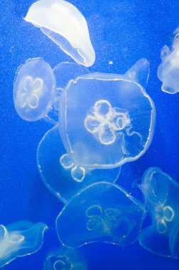 cross jellyfish in Seoul Coex Oceanarium  clipart