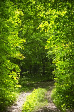 Gün batımı ışık sokakta park 