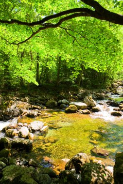 orman akarsu Smolny düşmek
