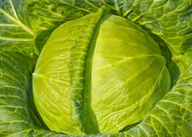 Taze yeşil baş lahana 