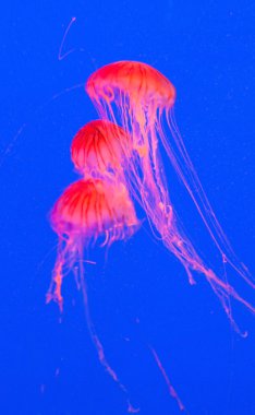 red jellyfish in Seoul Coex Oceanarium clipart
