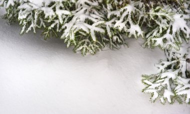 kar köknar ağacı dalları kar yağışı altında. 