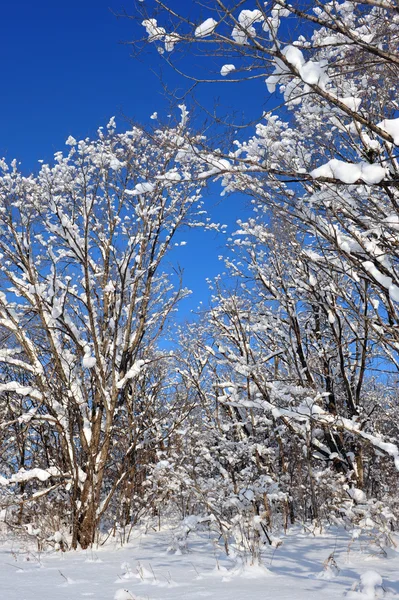 積雪凍結の森林 — ストック写真