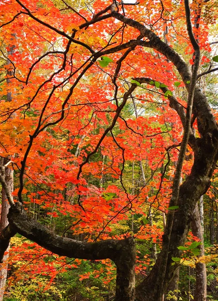 Red fall maple tree — Stock Photo, Image