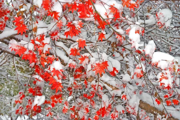 赤のカエデの木から雪の下 — ストック写真